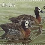 WHITE FACED WHISTLING DUCK - R3