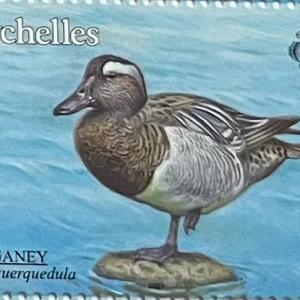 GARGANEY - R3