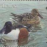 NORTHERN SHOVELER - R3