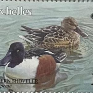 NORTHERN SHOVELER - R3