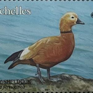 RUDDY SHELDUCK - R3