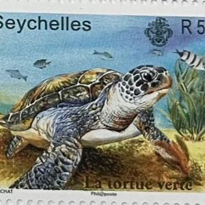 TORTUE VERTE-R50
