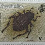 GIANT TENEBRIONID BEATLE R2