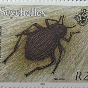 GIANT TENEBRIONID BEATLE R2