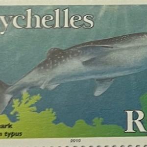 WHALE SHARK R50