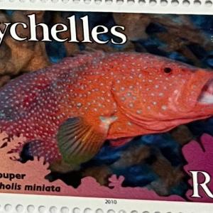 CORAL GROUPER R100