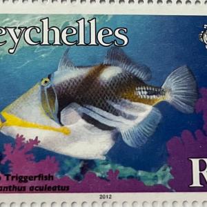 PICASSO TRIGGERFISH R2