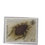 GIANT TENEBRIONID BEATLE R2