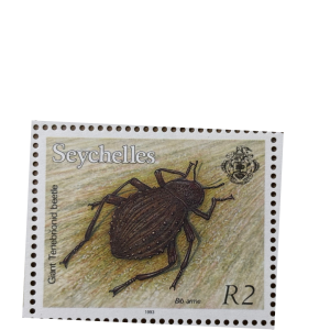 GIANT TENEBRIONID BEATLE R2