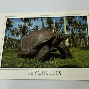 ECA IMAGE POSTCARD SMALL - SEYCHELLES GIANT TORTOISE No.115