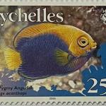 AFRICAN PIGMY ANGEL FISH 25C