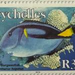 PALETTE SURGEON FISH R3.50