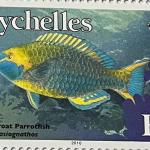 PARROTFISH R5