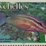WHITELINED GOATFISH R7