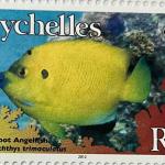 THREE SPOT ANGELFISH R8