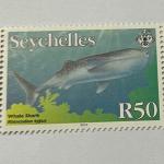 WHALE SHARK R50
