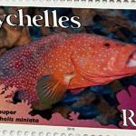 CORAL GROUPER R100