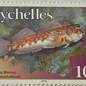 SEYCHELLES BLENNY  10C