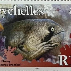 MASKED MORAY R10