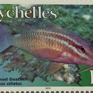 WHITELINED GOATFISH R7