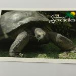 JURIEN PALMYRE POSTCARD SMALL - GIANT LAND TORTOISE