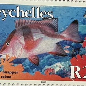 EMPEROR SNAPPER R25