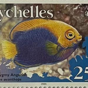 AFRICAN PIGMY ANGEL FISH 25C