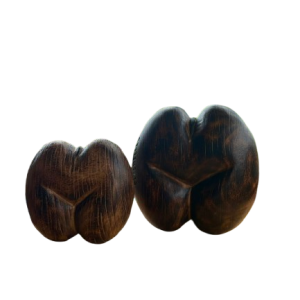 Coco de mer nut-medium size