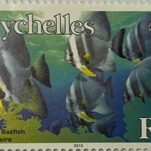 LONGFIN BATFISH R4