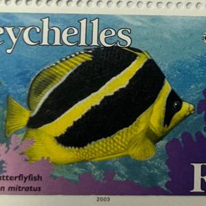 INDIAN BUTTERFLY FISH R1