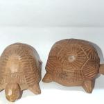 ROLAND PAYET - LAND TORTOISE