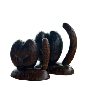 Coco de mer Male & Female-medium size