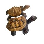 Solid wooden Giant land tortoise-extra small