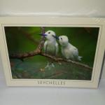 ECA IMAGE POSTCARD SMALL - FAIRY TERNS No.089