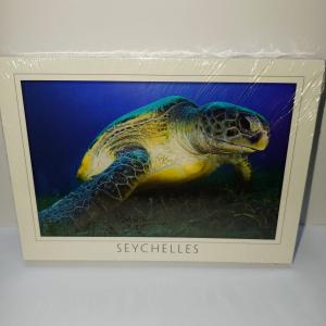 ECA IMAGE POSTCARD SMALL - GREEN SEA TURTLE No.055